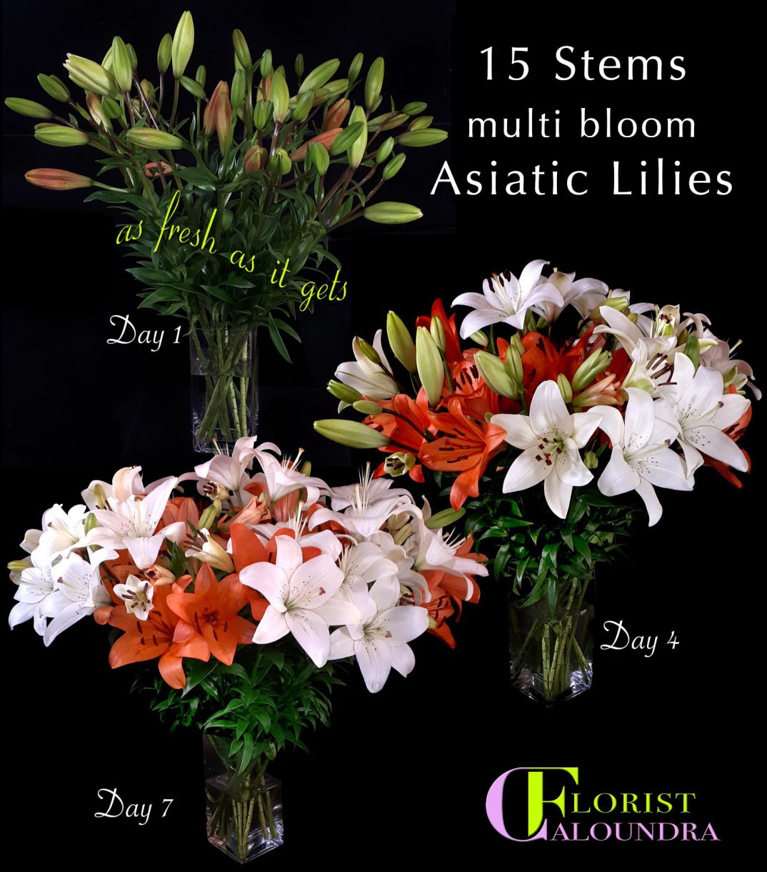 ASIATIC LILIES 